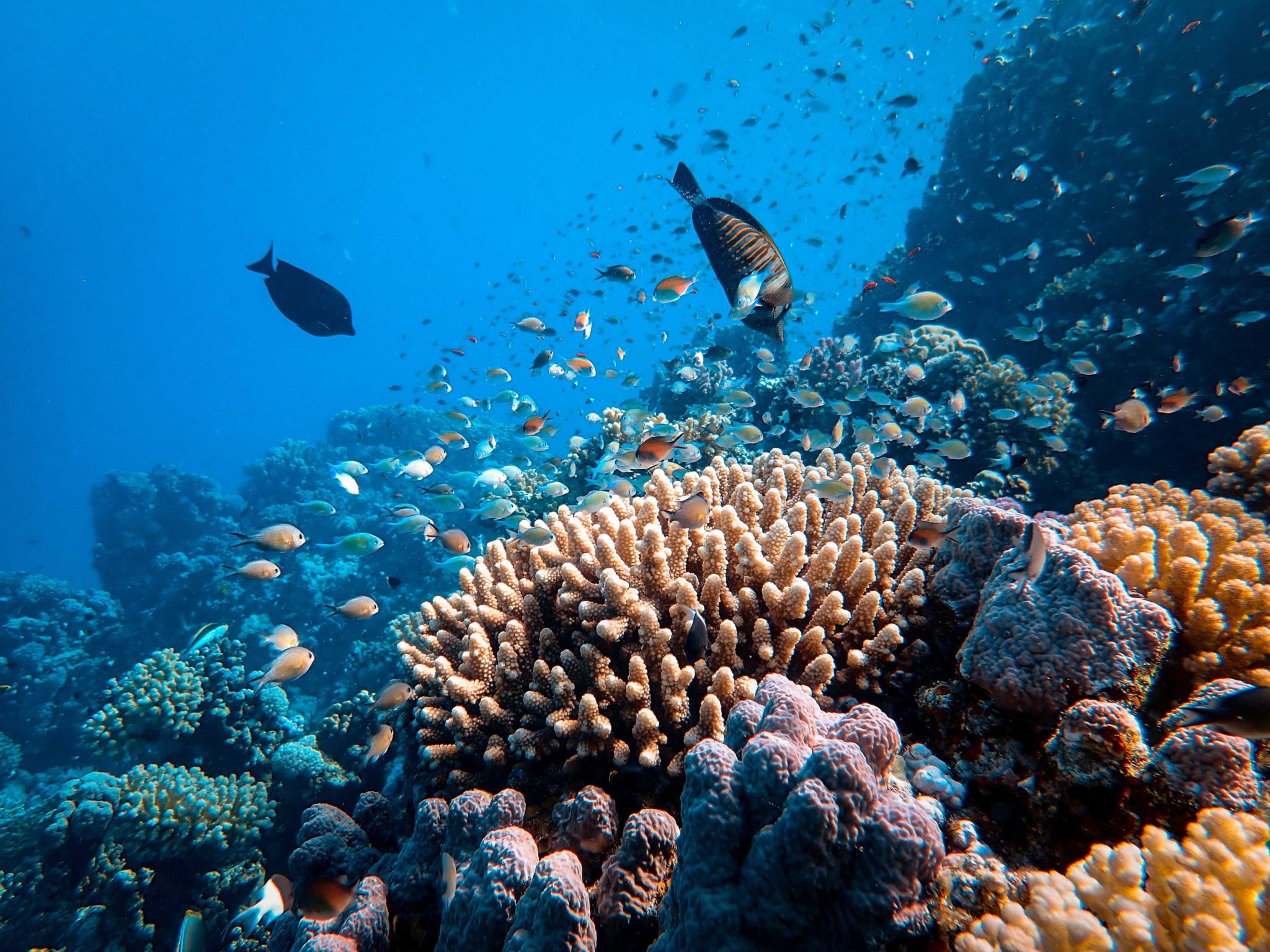 Aesthetic Values of the Great Barrier Reef - GML