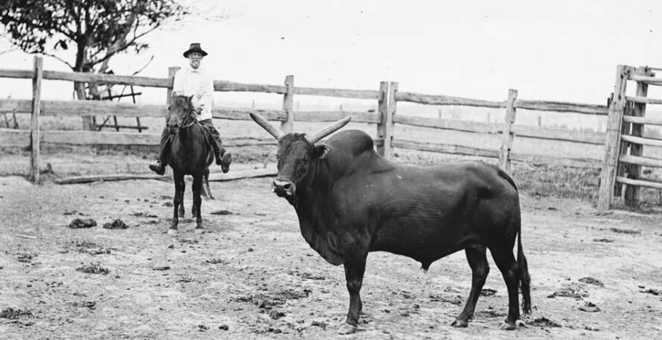 J.J. Pye on a horse with a bull in a cattle yard on his zebu farm, Schofield. (Source: SLNSW)